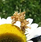 Synchlora aerata caterpillar dressed with pieces of flowers as camouflage