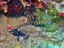 Banded pipefish