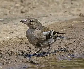 Female F. c. syriaca, Cyprus