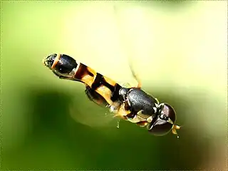 Syritta pipiens