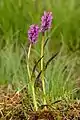 Dactylorhiza incarnata cruenta