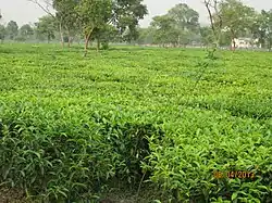 Tea estate in Bagdogra