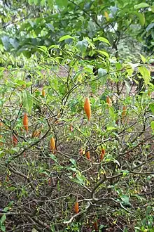 Tabernanthe iboga in flower and fruit: the entheogenic plant the roots of which Griffon de Bellay was the first to collect in order to study their stimulant and hallucinogenic properties.