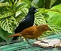 pair feeding at Asa Wright Nature Centre