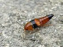 Fusiform red and black beetle with long hairs and short antennae on grey cement