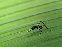 Taeniaptera lasciva Many Micropezidae mimic wasps by standing motionless while waving their prominently marked front legs in front of their head.