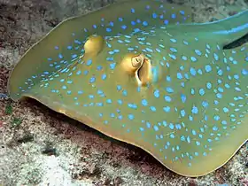 Bluespotted ribbontail rays (Taeniura lymma) are near threatened.