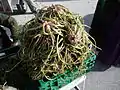 Spanish oyster harvested for cooking