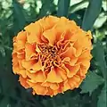 Tagetes erecta