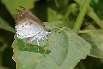 Ventral view