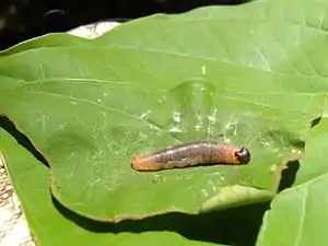 Larva