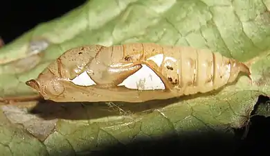 Pupa