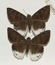 Museum specimen