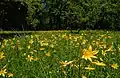 Hemerocallis lilioasphodelus