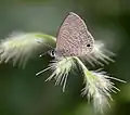 In Narsapur, Medak district, India