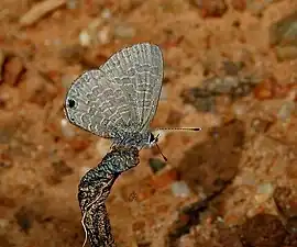 Ventral view