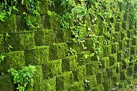 Moss covering a retaining wall at the mine, a result of high humidity