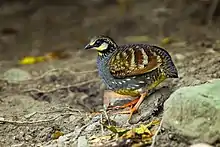 Photo of grey-bodied bird with brown and white striped wing and orange legs