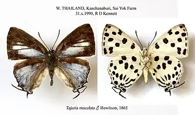 Museum specimen