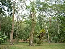 A flat grassy area dotted with widely spaced trees. A wide stairway can just be glimpsed between the vegetation.