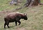 A takin going up hill in the preserve