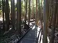 Palms, Tamborine Mountain Botanic Gardens