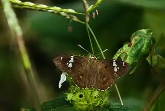 Dorsal view