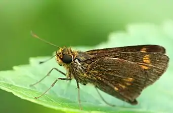 Ventral view