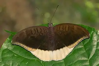 Dorsal view