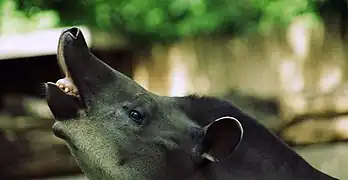 South American tapir performing the Flehmen response