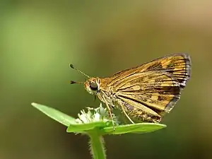 Ventral view