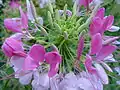 Cleome hassleriana a common garden ornamental