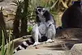 Ring-tailed lemur