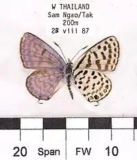 Museum specimen