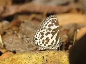 Ventral view