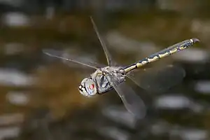 Male in flight