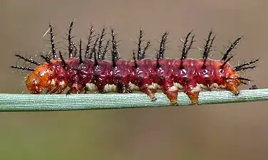 Larva