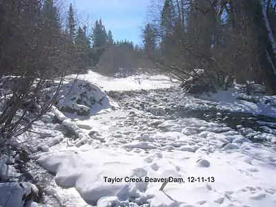 Beaver dams provide critical deep water refugia for native cutthroat trout beneath winter ice December 11, 2013.