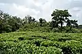 Tea garden in Darrang, Assam