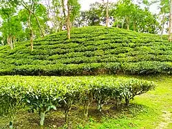 Tea garden in Putijuri, Bahubal upazila