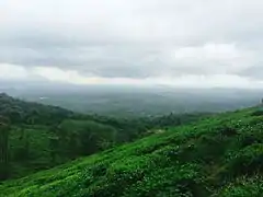 Tea plantations, Chembra peak, Western Ghats Kerala