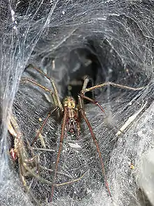 Giant house spider, Eratigena atrica (formerly Tegenaria gigantea)