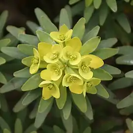 Inflorescence