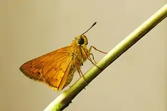 Ventral view