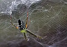 Cyrtophora moluccensis in Cairns