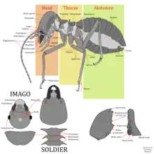 Syntermes aculeosus worker, imago, and soldier illustrated along with mandibles and corresponding anatomical terminology.