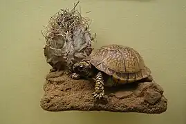 A Mexican box turtle on display in Gothenburg Natural History Museum