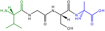 The two ends of a polypeptide are called the N-terminus, or amino end, and the C-terminus, or carboxyl end. This polypeptide has four amino acids linked together. At the left is the N-terminus, with its amino (H2N) group in green. The blue C-terminus, with its carboxyl group (CO2H) is at the right.