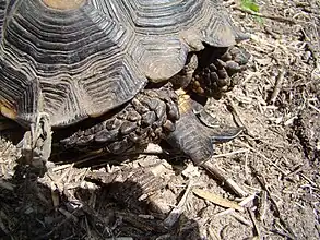 Gular projection on a Texas tortoise.