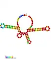 The predicted secondary structure of tfoR sRNA.